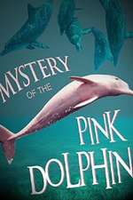 粉色海豚之谜