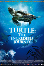 海龟奇妙之旅