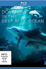 深蓝色海洋里的海豚