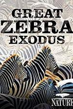 nature great zebra exodus