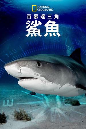 百慕大三角：鯊魚