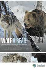 Wolf vs Bear