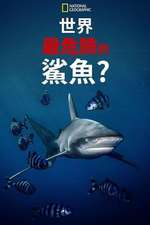 世上最危险的鲨鱼？