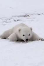 北极熊宝宝